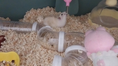 뭉치