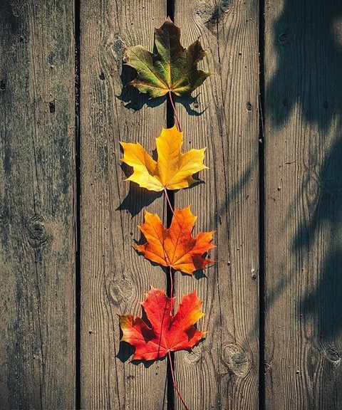wood, orange Hintergrundbilder