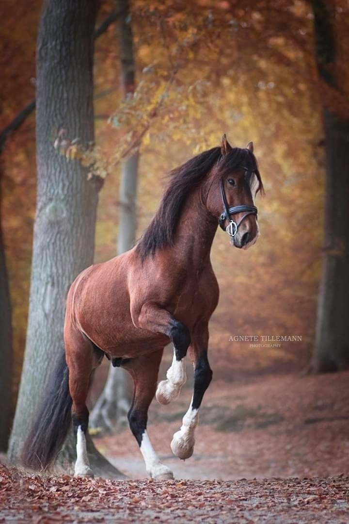 cheval
