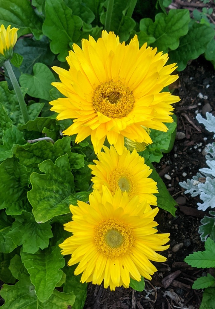 gerber daisy