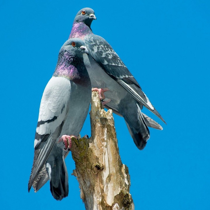 Love bird