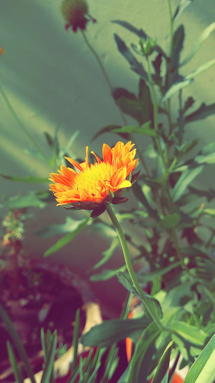 flower