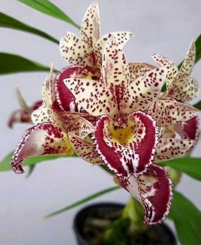orchid