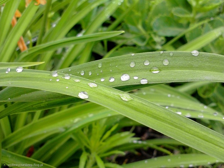 Water on the grass