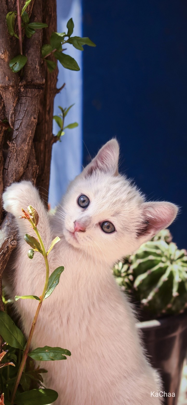 cat
