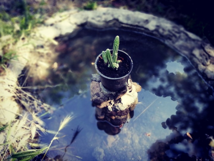 cactus on the pond