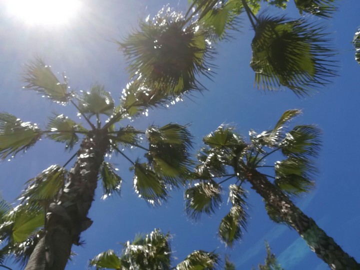 Palm beach