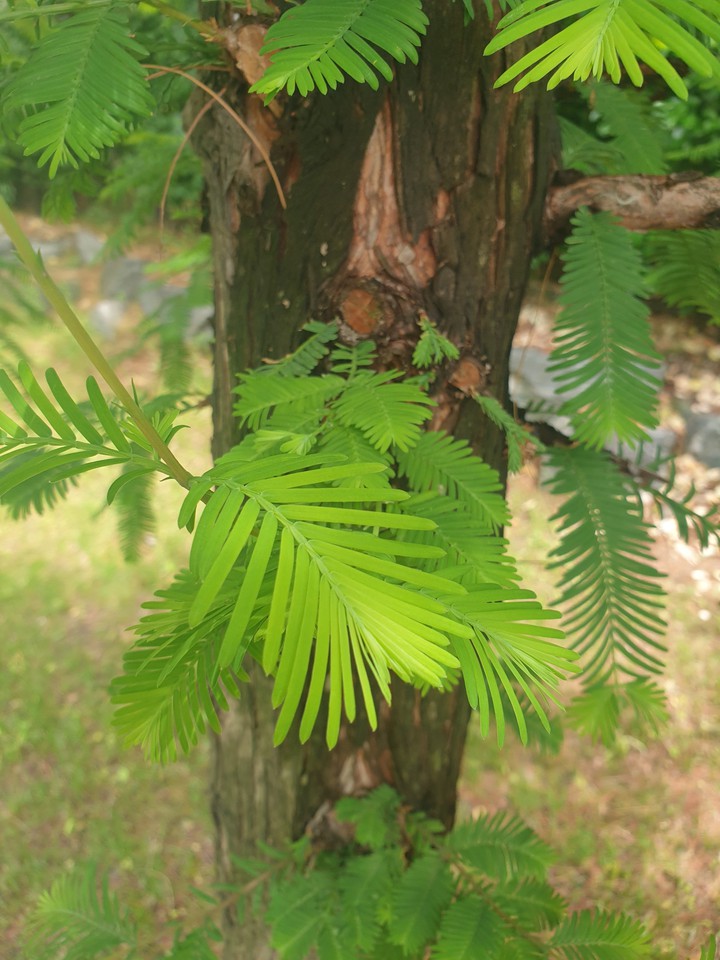 tree's leaf