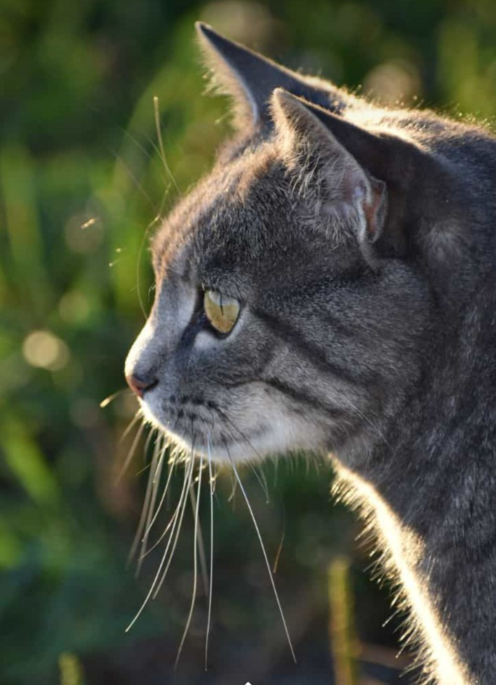 cat