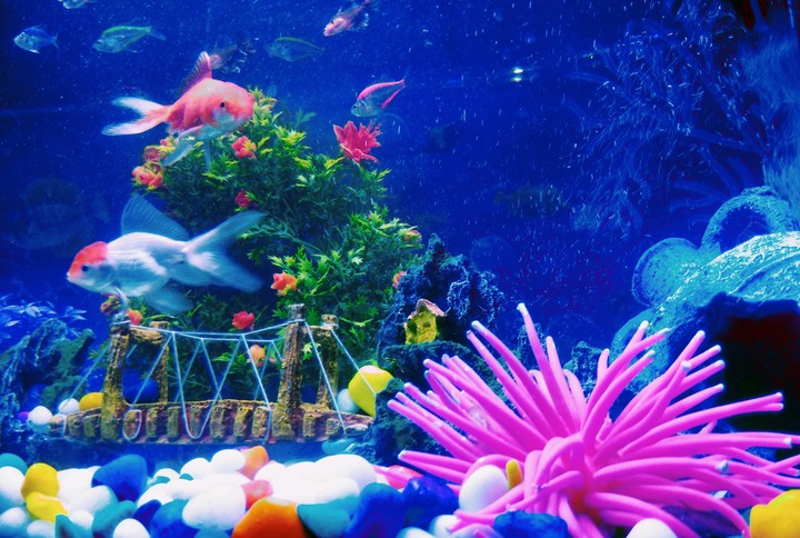 under water aquarium