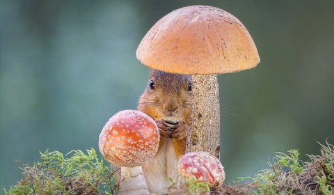 mushroom, organism háttérképek