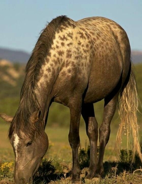 All the Pretty Horses