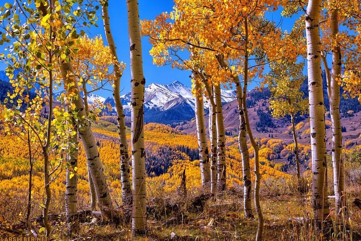 Birches