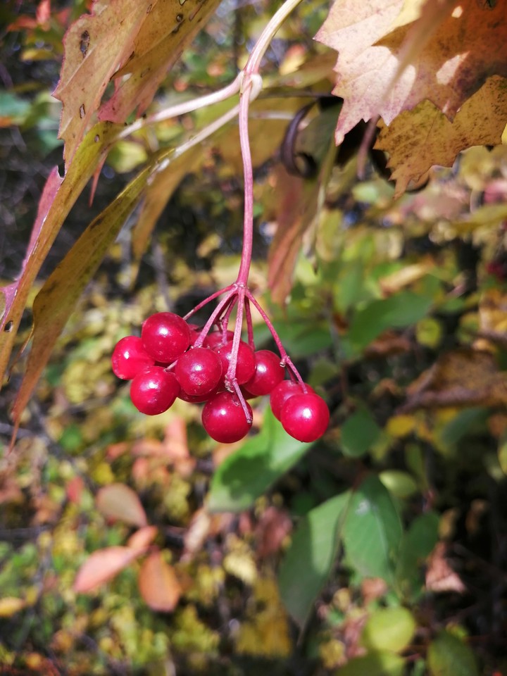 Autumn