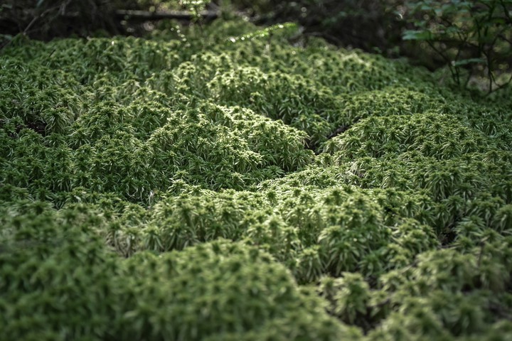 The small jungle