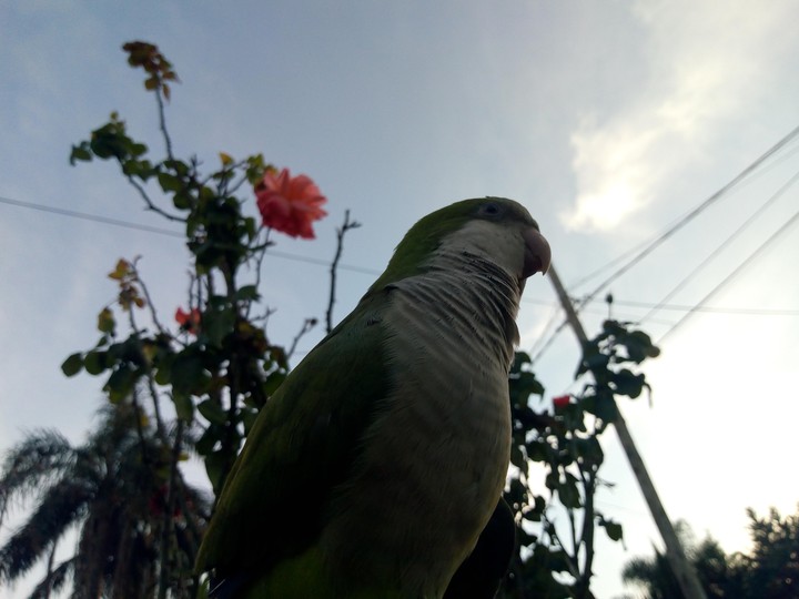 Panchito❤️