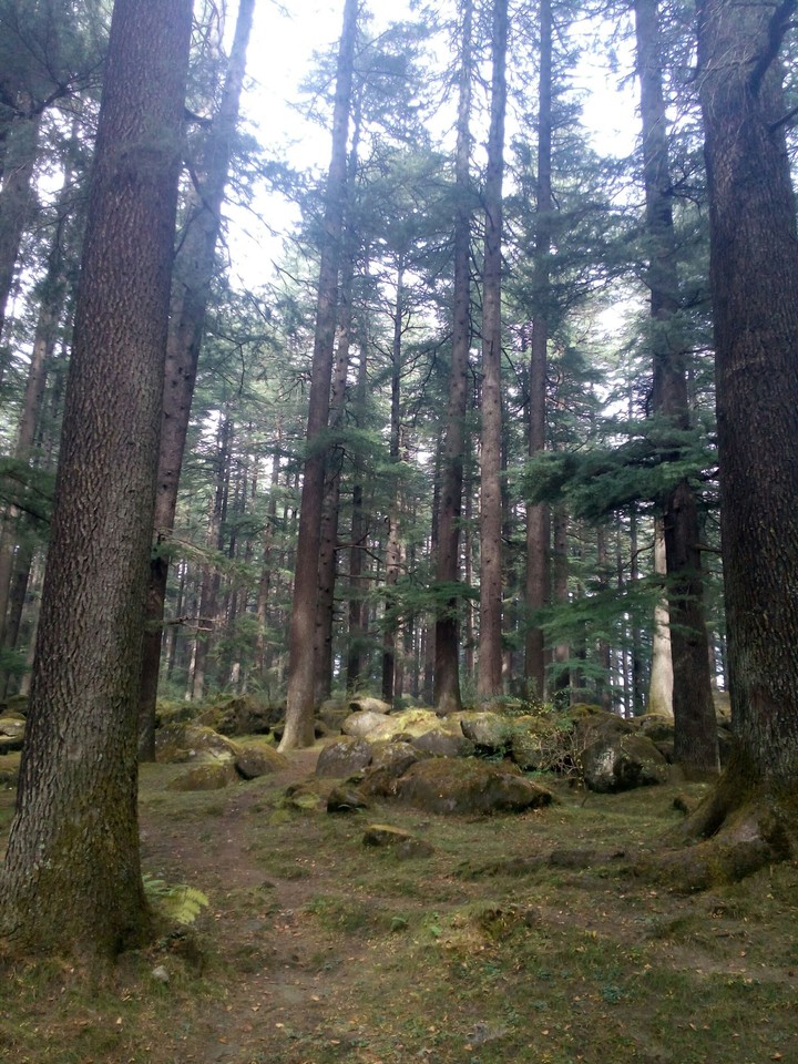 tree and woods