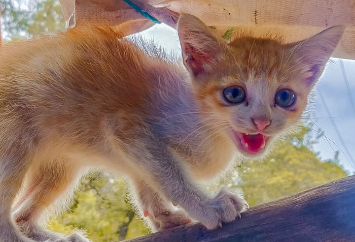 cat