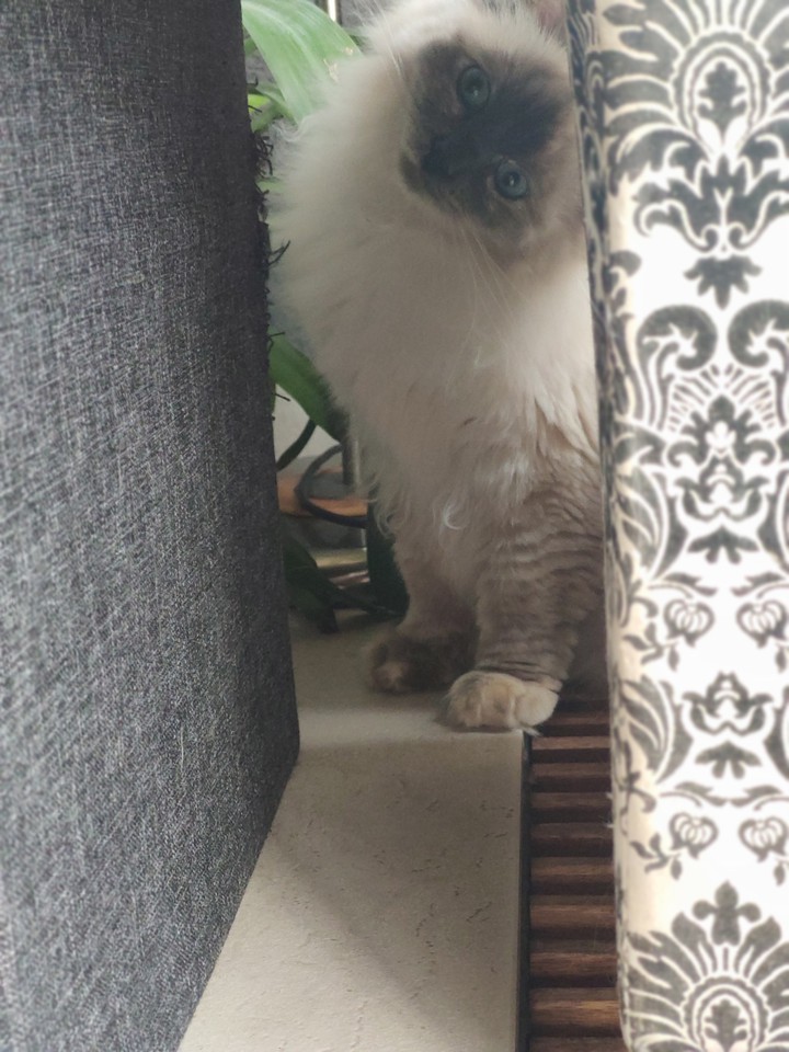 Pip