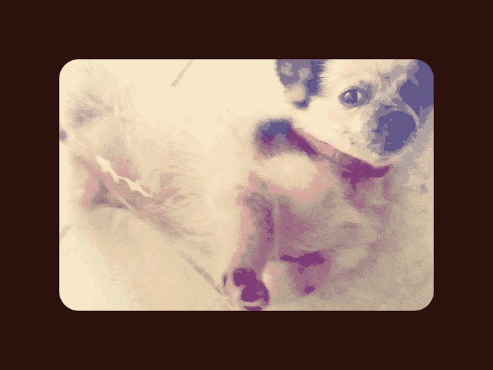my dog