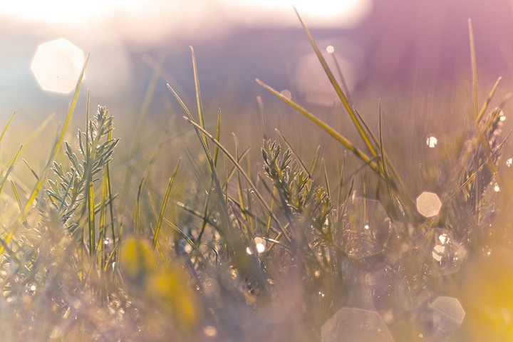 Morning Dew