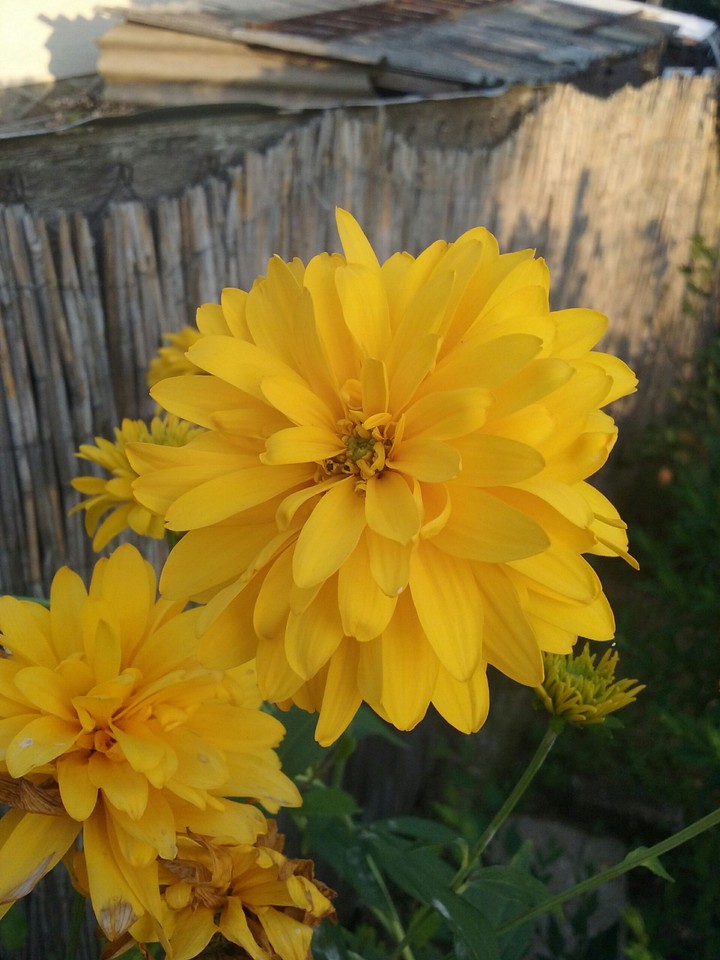 flower