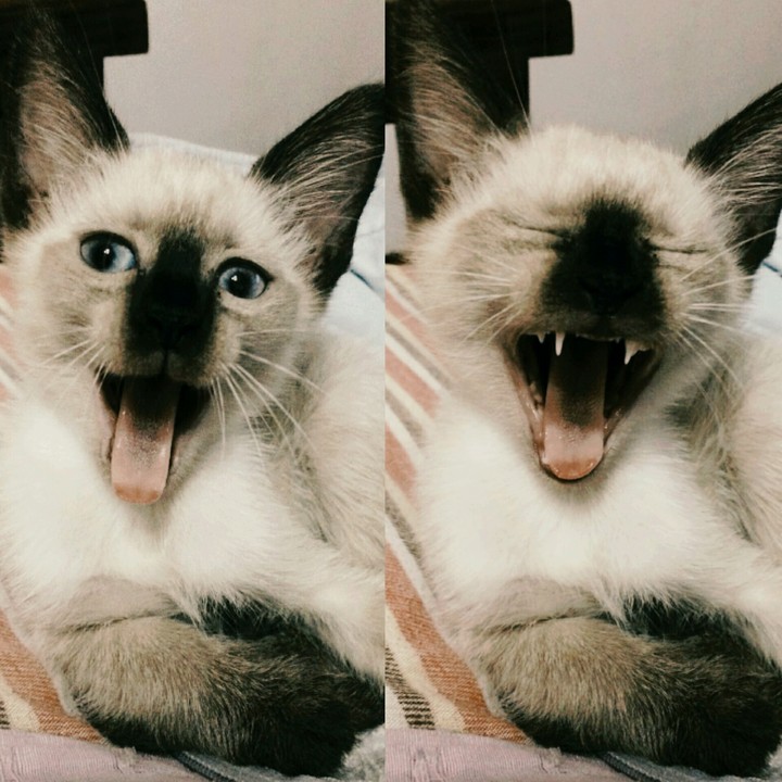 gatita