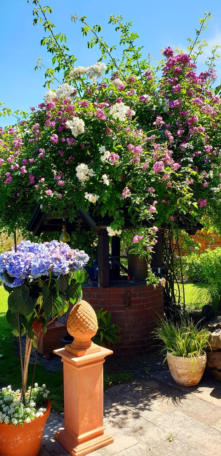 Garten im Sommer