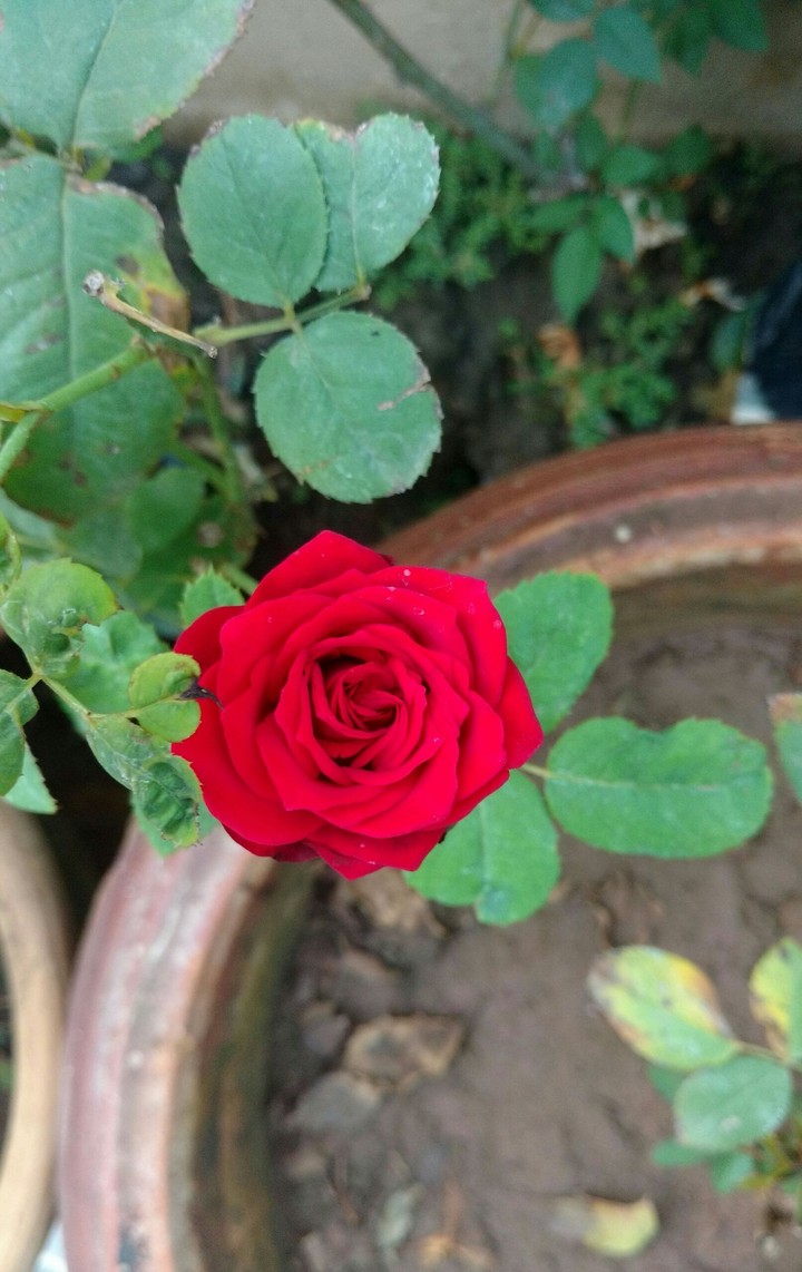 Rose