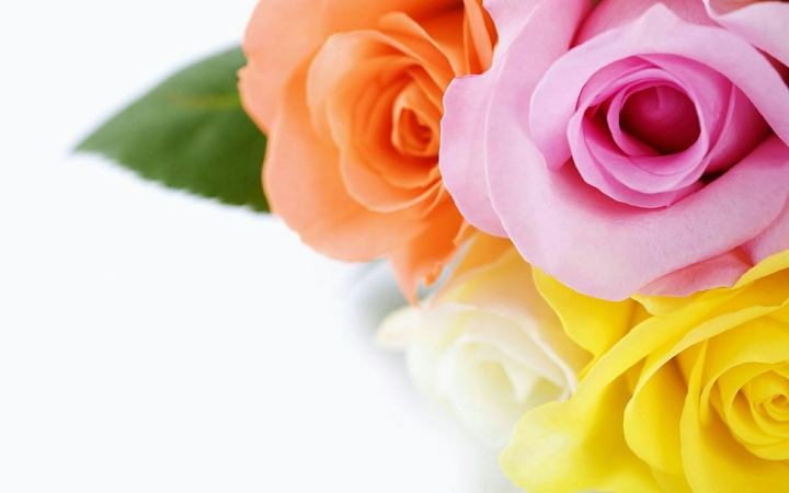 Roses