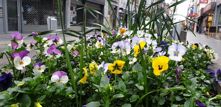 flower's beautiful
