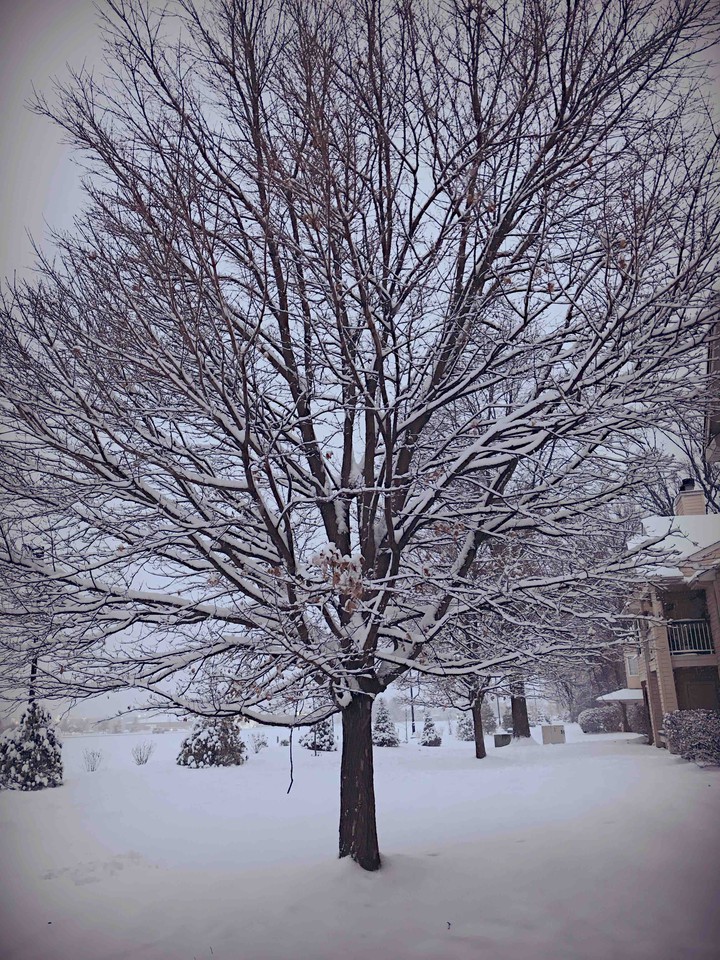 snow
