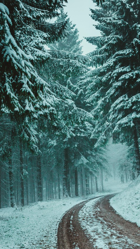тапети tree, forest