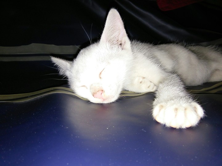 #cat #whitecat #pussy #Sleeping #cute
