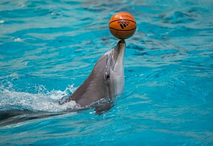 Dolphin
