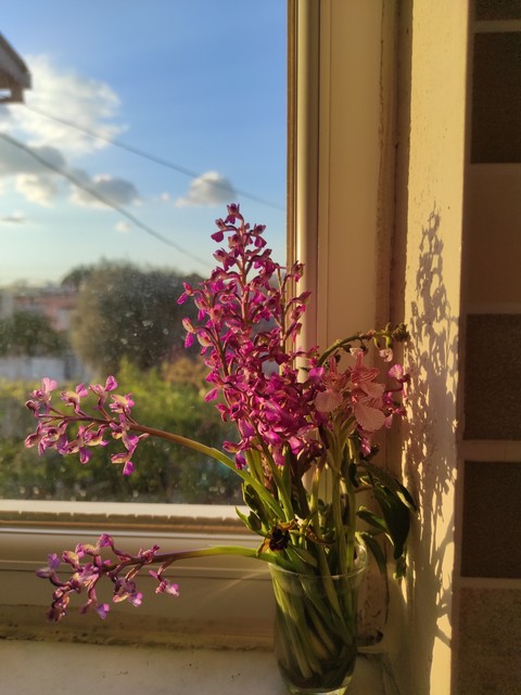 papéis de parede plants, spring