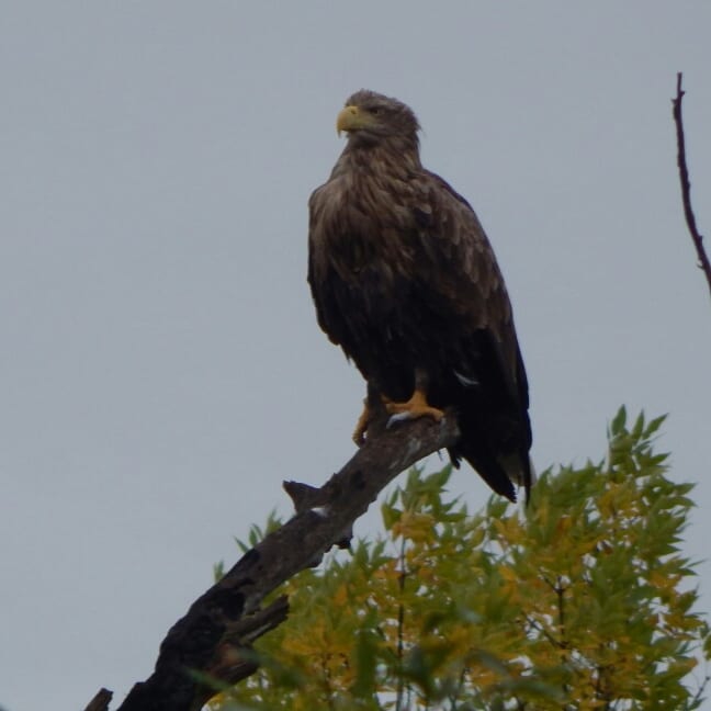Eagle