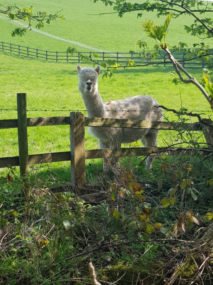 Alpaca <3