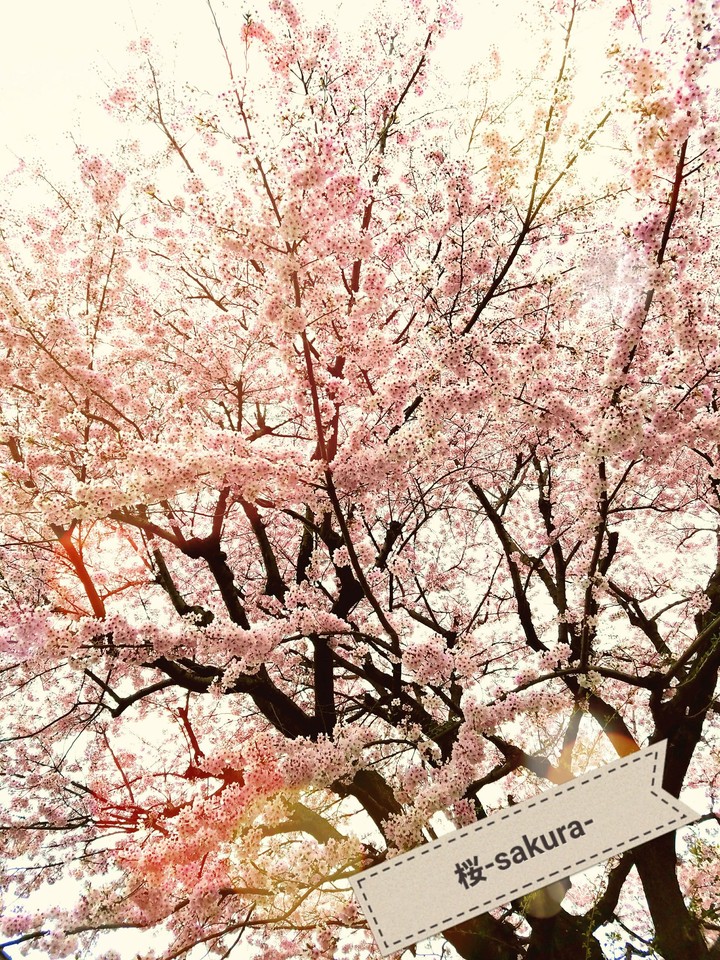 桜-sakura-