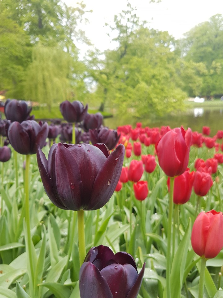 Keukenhof