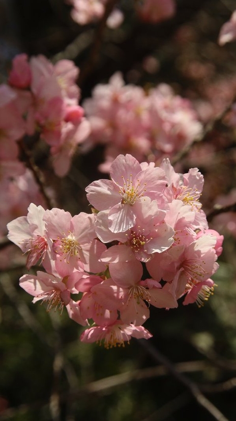 тапети twig, Close-up
