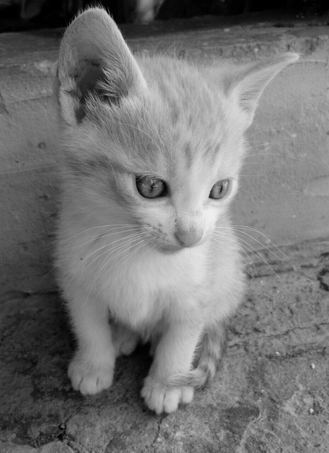 cat