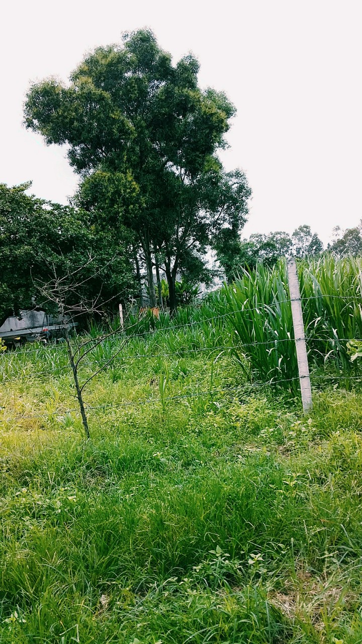Grass