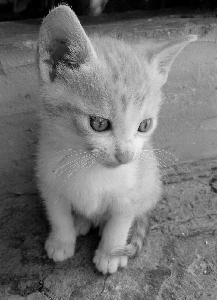 cat
