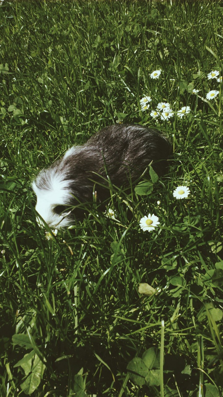 Guinea pig