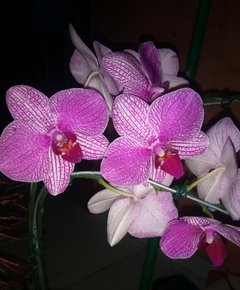 Orquídea Rosa