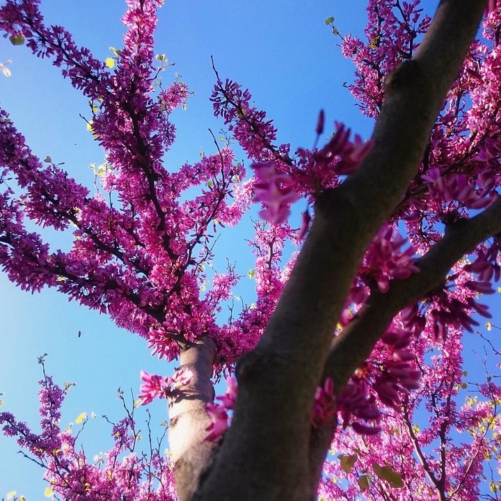 pink and beautiful.