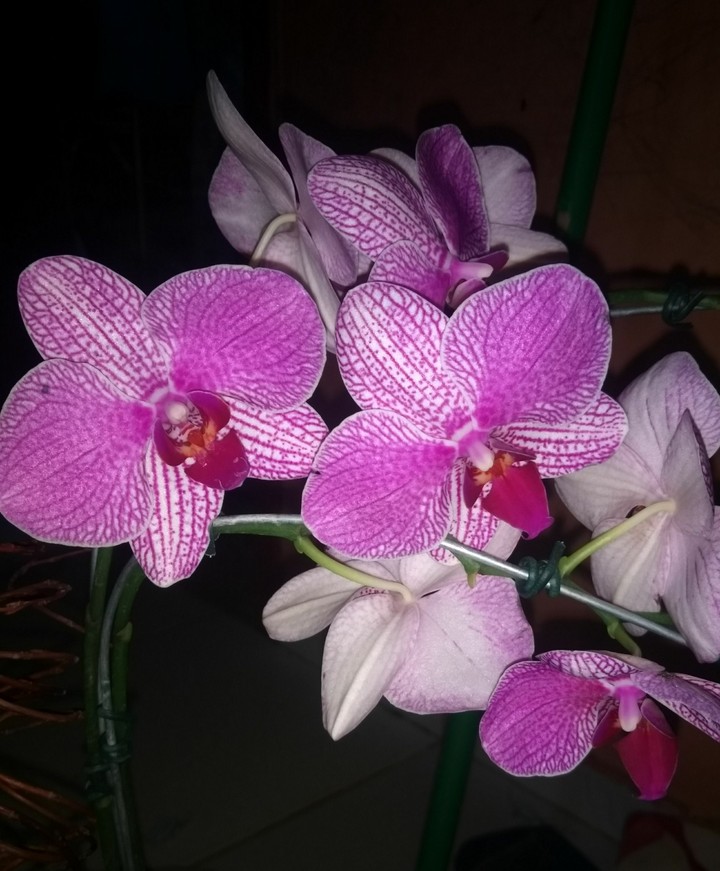 Orquídea Rosa