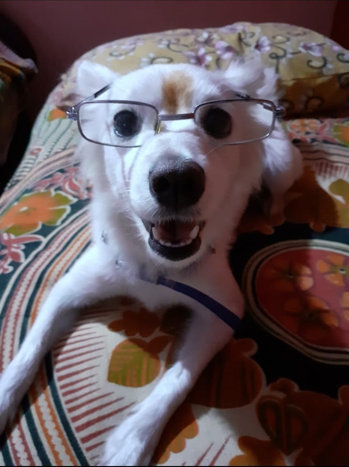 lucy specs