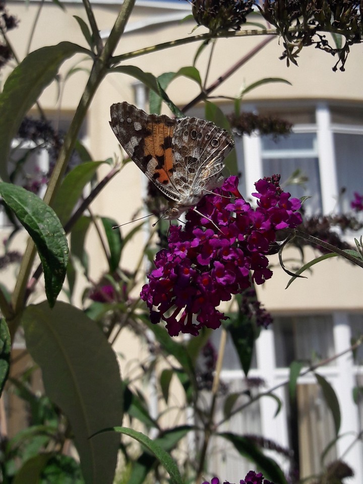 butterfly